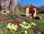 Monte Zucco ad anello fiorito da S. Antonio ABB. via Sonzogno-12 marzo 2026-FOTOGALLERY